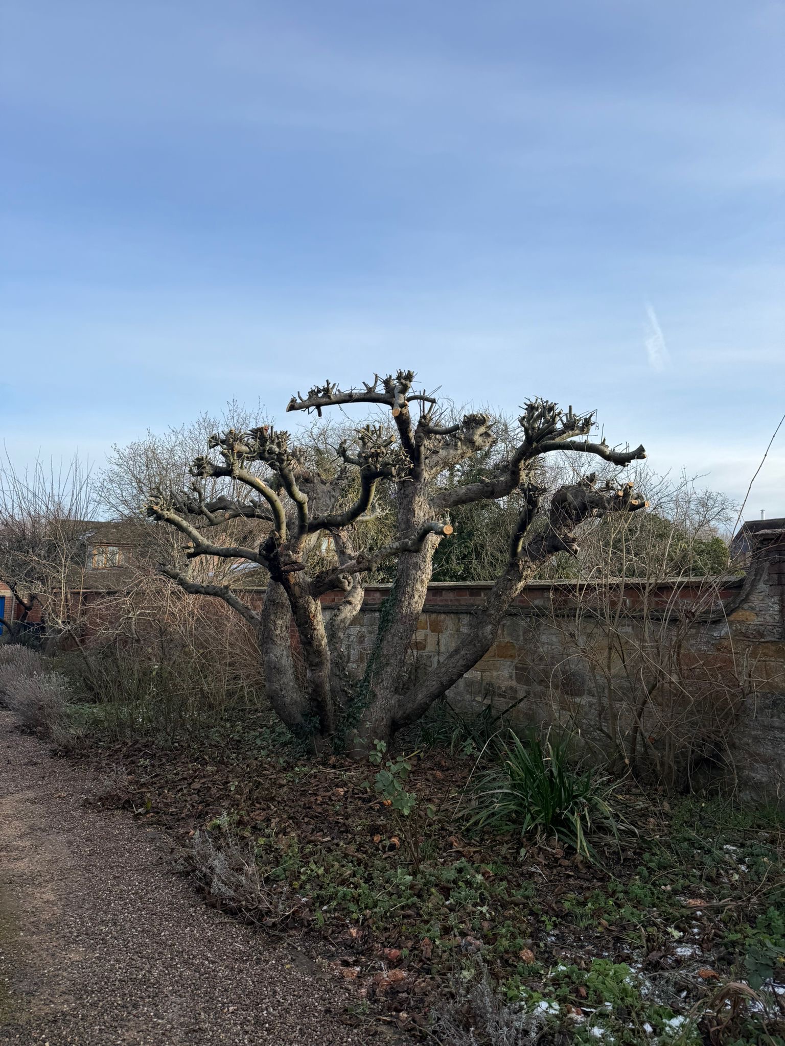 Alpines tree surgery project photo