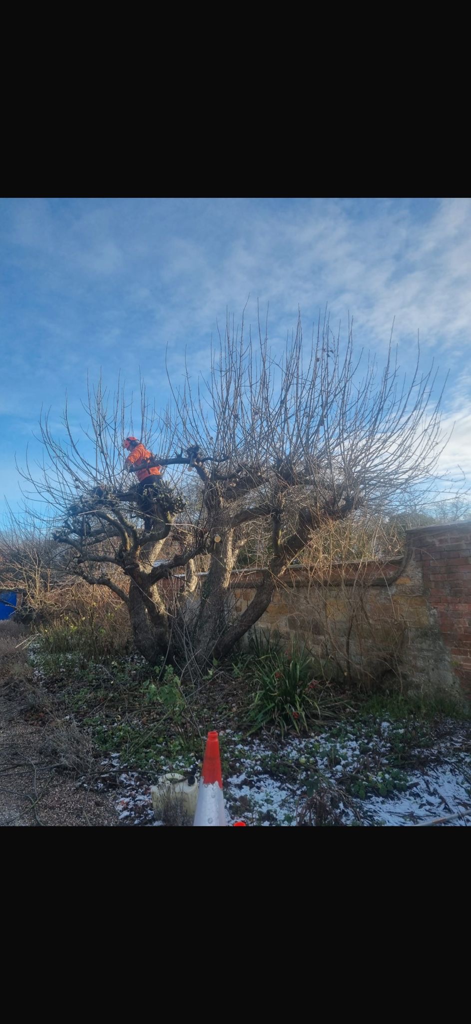 Alpines tree surgery project photo