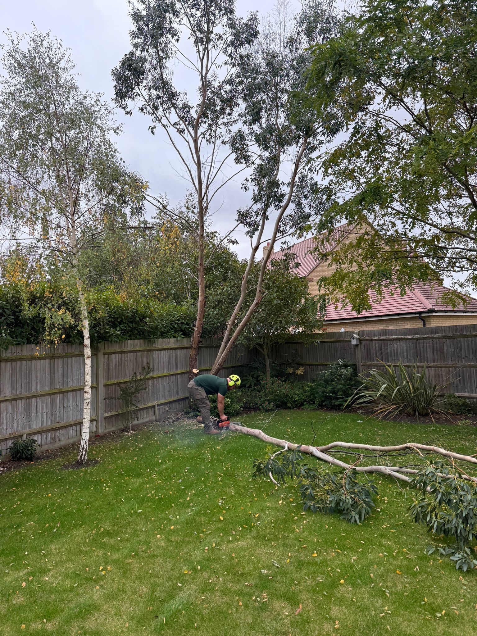 Alpines tree surgery project photo
