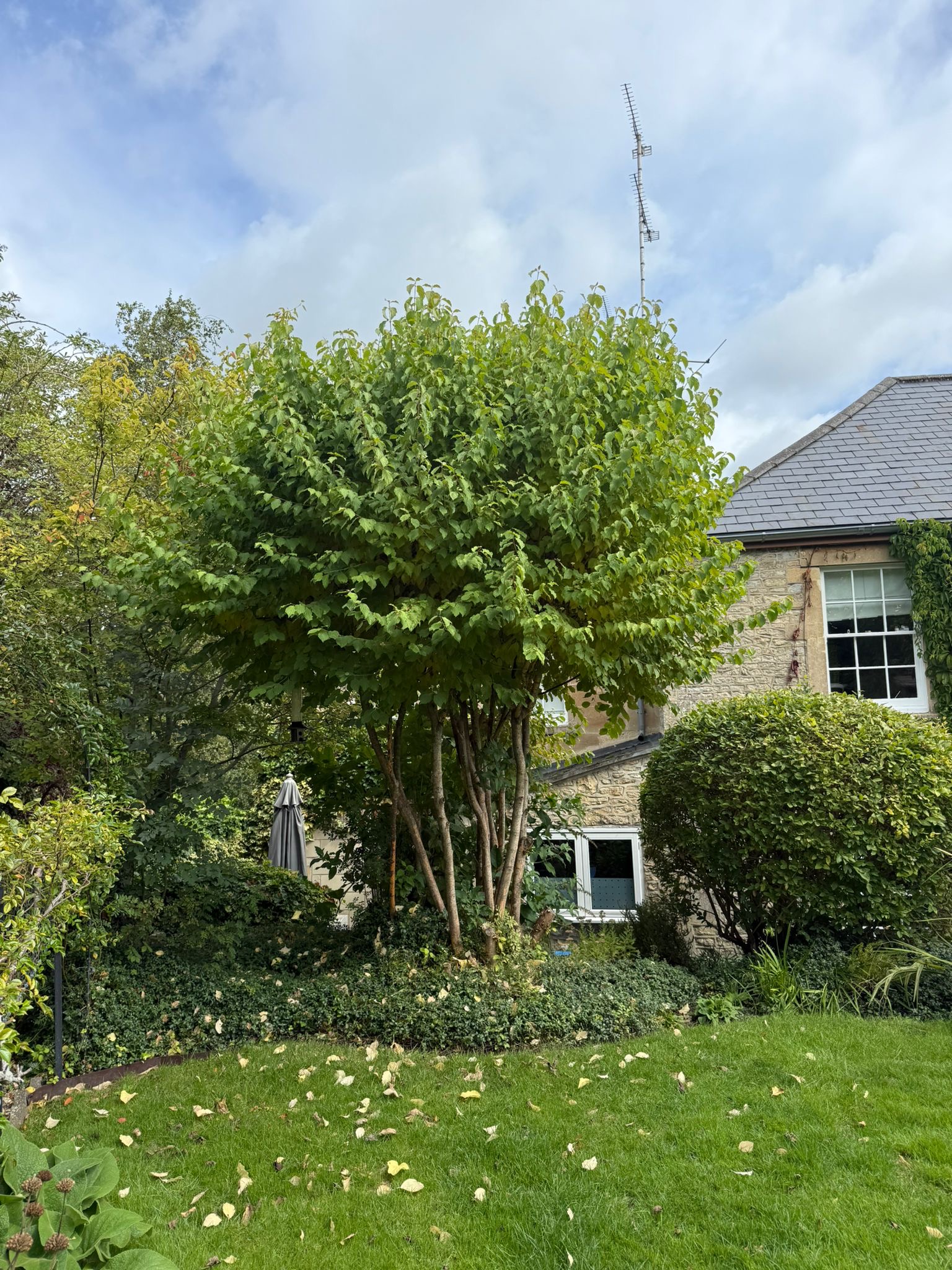 Alpines tree surgery project photo
